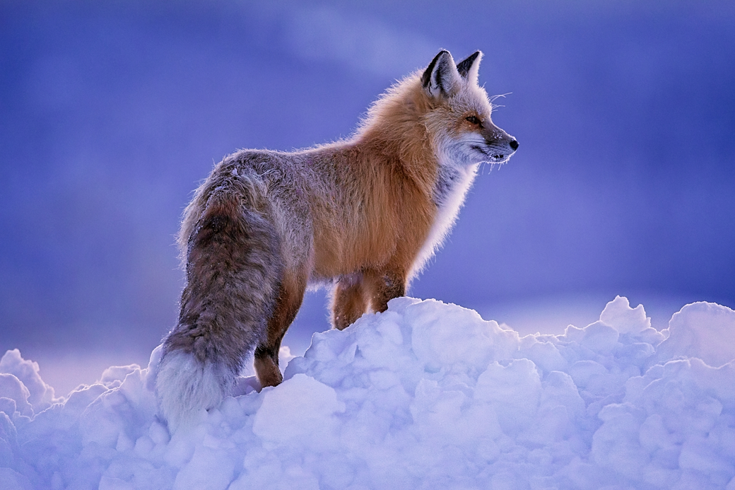 Frosty Fox
