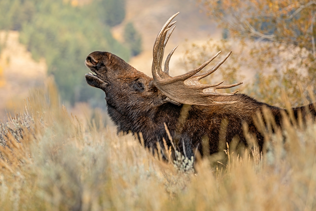 Jay Virnoche’s Wildlife Collection – Strength, Grace, Spirit