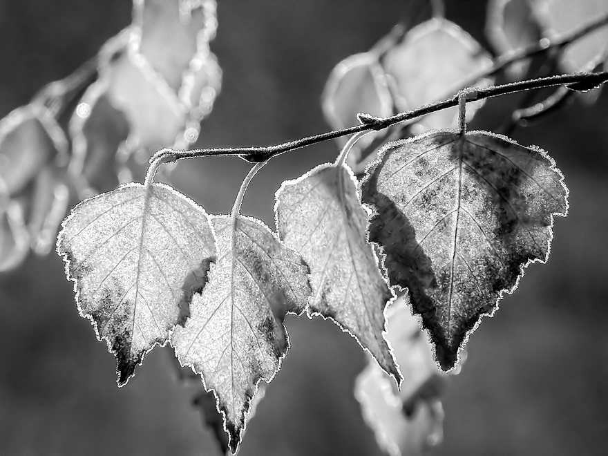 Autumn Frost