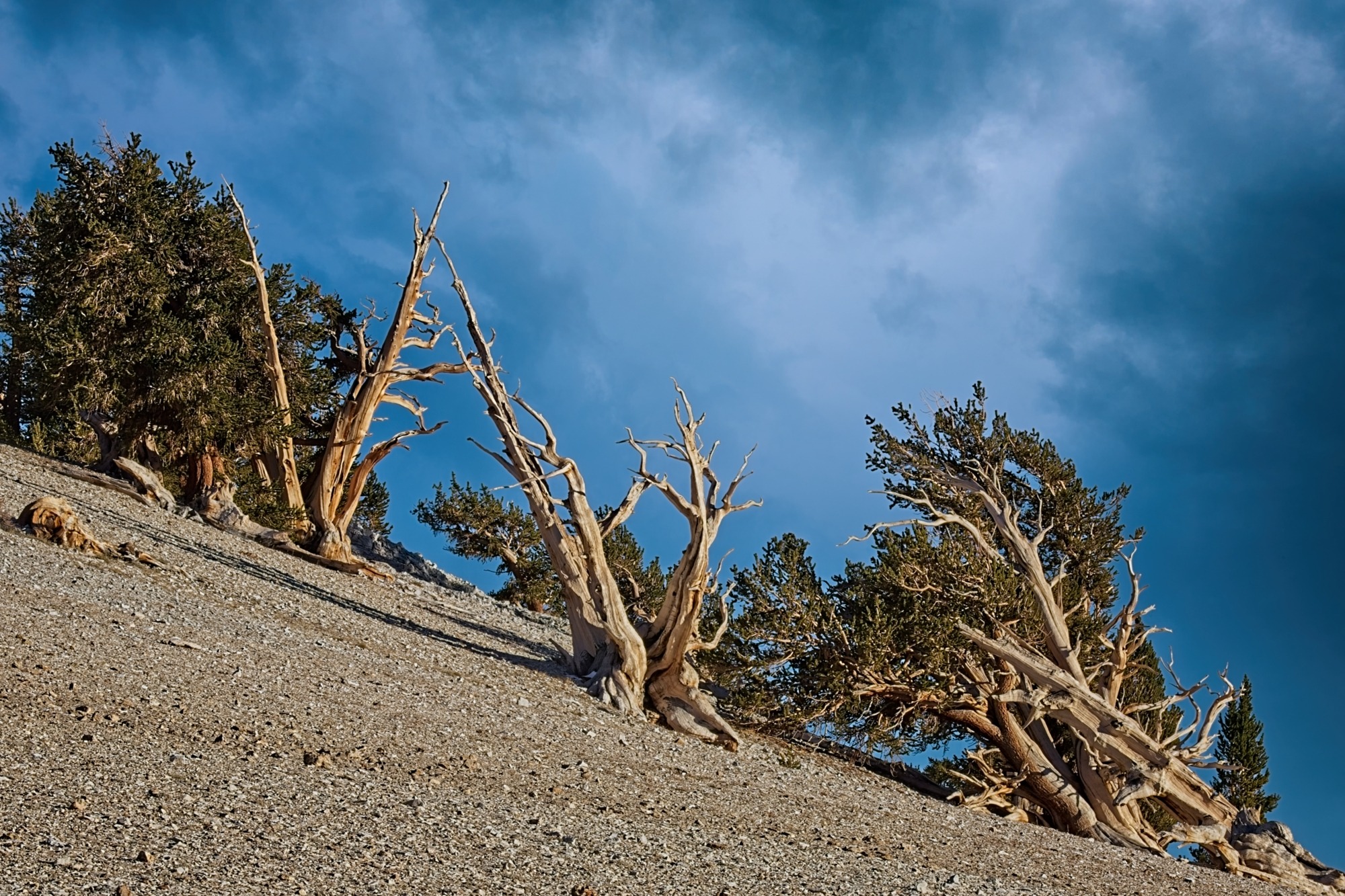 Bristlecone Storm