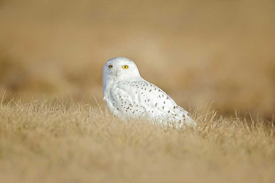 Can’t Hide Until Winter