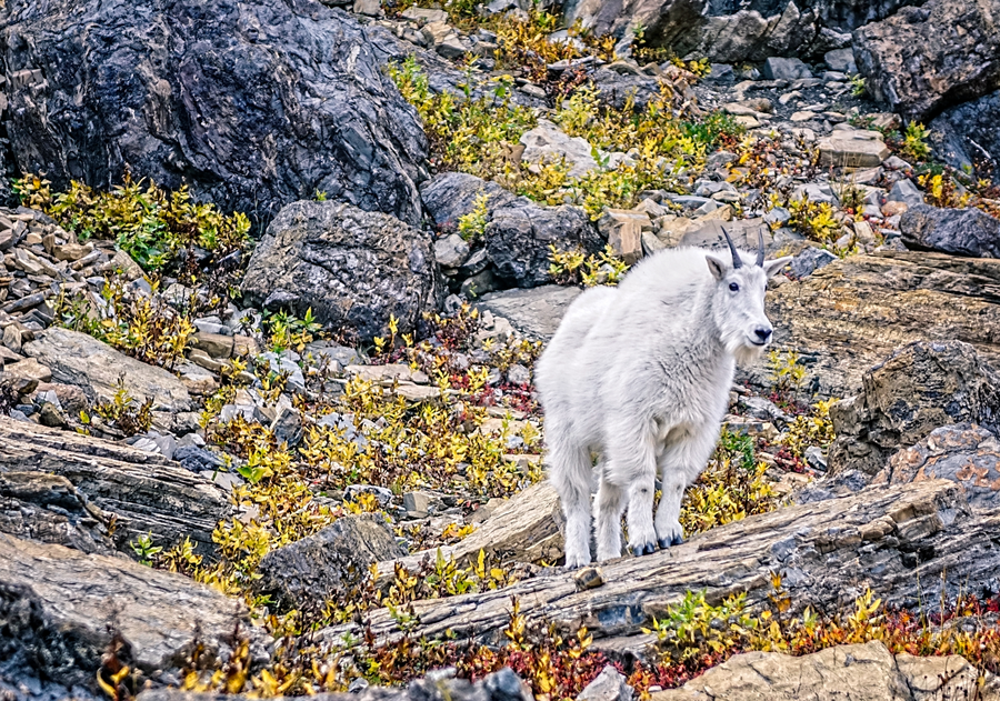 Guarding the Rock Pile