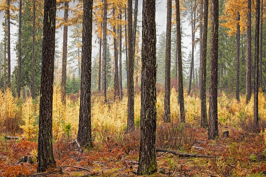 Guarding the Seedlings