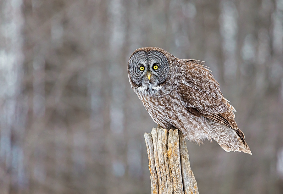 The Wise One Stumped