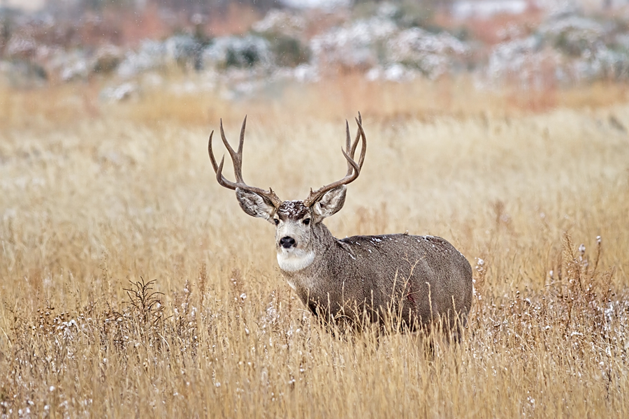 Trophy Muley